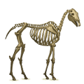 draft unicorn skeleton