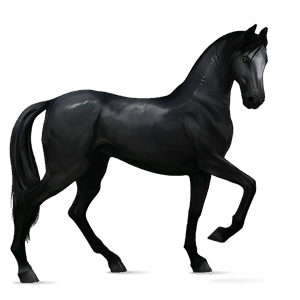 riding horse nokota black