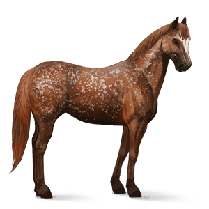 riding horse appaloosa chestnut snowflake 