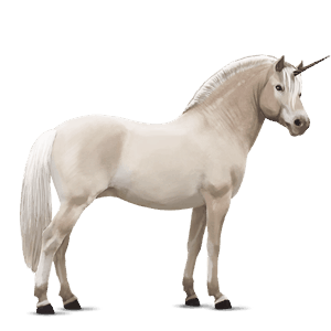 unicorn pony fjord gulblakk