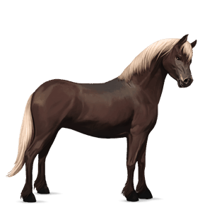 pony highland pony chestnut
