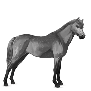 pony newfoundland pony dapple gray