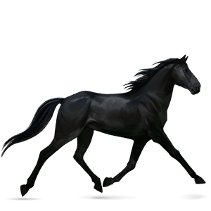 riding horse purebred spanish horse dark bay