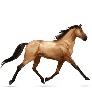riding horse purebred spanish horse dun