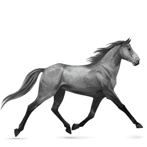 riding horse thoroughbred dapple gray
