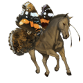 riding horse arabian horse black