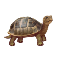 compagnon-tortue.png