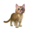 compagnon-chat.png?j8fo59nqpe7