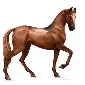 riding horse arabian horse bay
