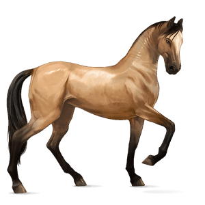 riding horse thoroughbred dark bay