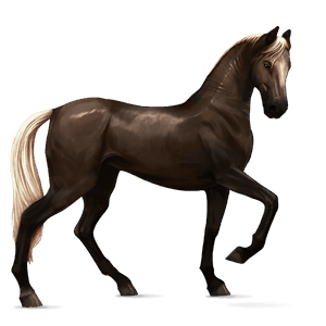 riding horse paint horse dun tobiano