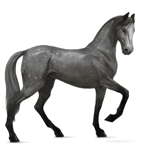 riding horse akhal-teke cherry bay