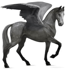 riding pegasus kwpn roan