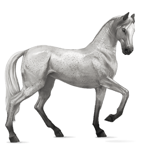 riding horse akhal-teke light gray