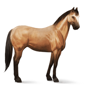 riding horse thoroughbred black