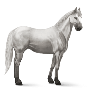riding horse quarter horse light gray