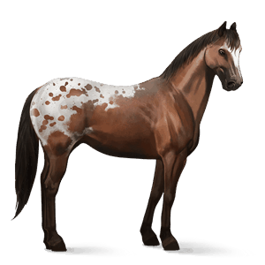 riding horse thoroughbred liver chestnut