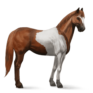 riding horse paint horse chestnut tobiano
