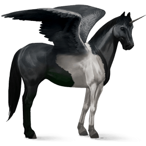 winged riding unicorn black tobiano