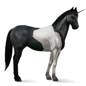 riding unicorn paint horse black tobiano