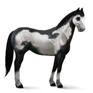 riding horse paint horse black tovero