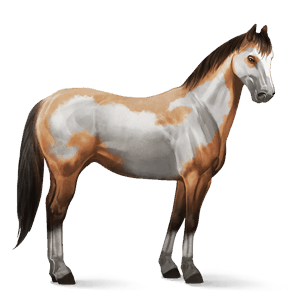 riding horse paint horse dun tobiano