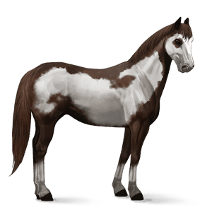 riding horse paint horse liver chestnut overo