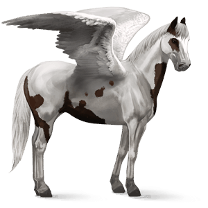 riding pegasus paint horse bay tovero 