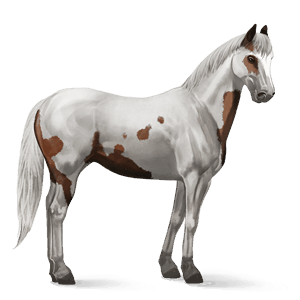 riding horse paint horse chestnut overo