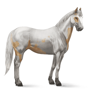 riding horse paint horse palomino tovero