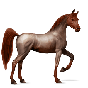 riding horse arabian horse bay