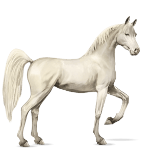riding horse arabian horse dapple gray