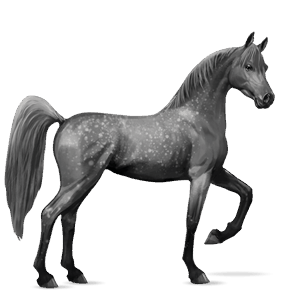 riding horse kwpn dapple gray
