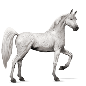 riding horse arabian horse fleabitten gray