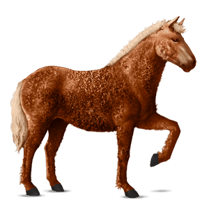 riding horse curly liver chestnut