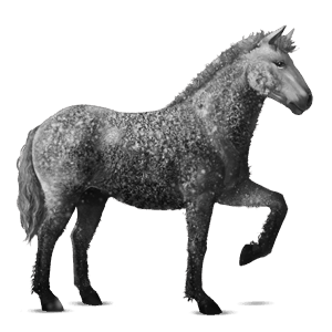 riding horse purebred spanish horse light gray