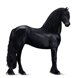 riding horse thoroughbred black