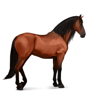 riding horse lusitano cherry bay