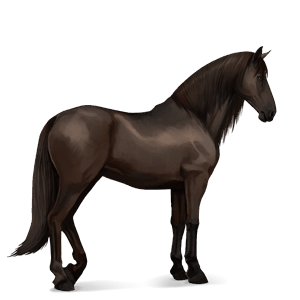 riding horse black