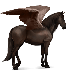 riding pegasus kwpn bay