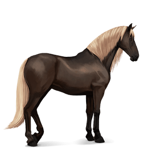 riding horse lusitano black
