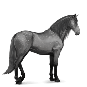 riding horse purebred spanish horse light gray