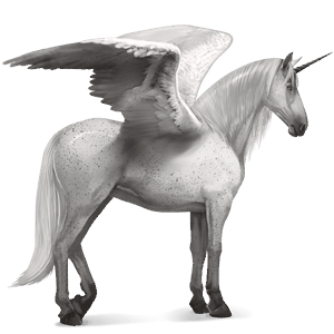 winged riding unicorn arabian horse black