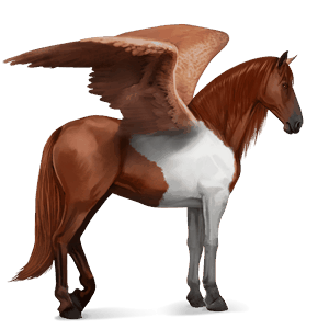 riding pegasus nokota black overo