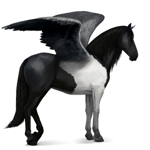 riding pegasus kwpn black