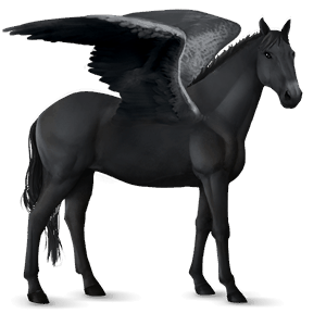 riding pegasus misaki black