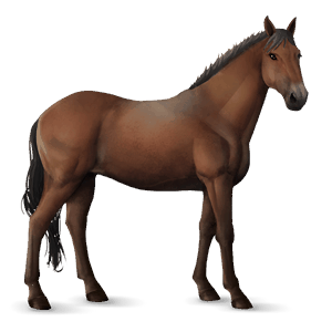 riding horse bay