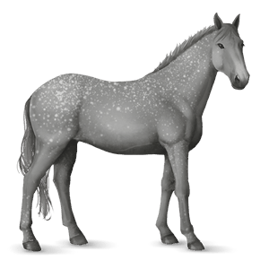 riding horse lipizzan light gray