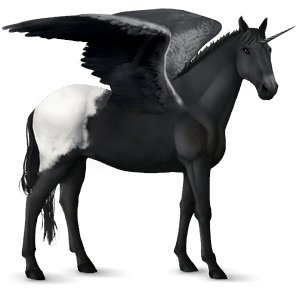 winged riding unicorn black overo
