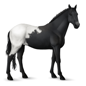 riding horse mustang dun
